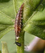 Chrysoperla carnea larva02.jpg