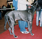 Dog niemiecki błękitny 009.jpg
