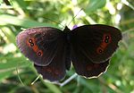 Erebia aethiops (2).jpg