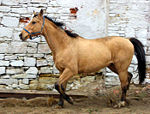 Erdfarbenes Kinsky-Pferd
