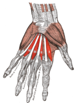 Lumbricales (hand).png