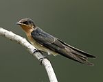 Pacific Swallow (Hirundo tahitica javanica).jpg