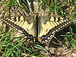 Papilio machaon 01 (HS).jpg