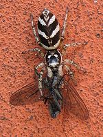 Salticus scenicus with a fly V.jpg