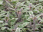 Salvia officinalis3.jpg