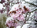 Verschneite Kirschblüten