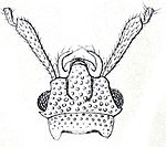 Uleiota planata Reitter3.jpg