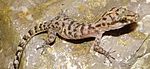 Timoresischer Gestreifter Zeh-Gecko , Same, Manufahi