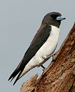 White-breasted Woodswallow upright crop.jpg