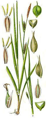 Carex laevigata.jpg