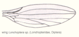 Dip-longopteridae-wing.gif