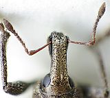 Graptus triguttatus rüssel.jpg