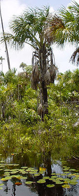 Buriti-Palme (Mauritia flexuosa), Habitus.