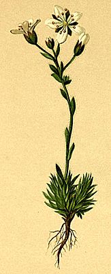 Saxifraga vandellii Atlas Alpenflora.jpg