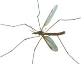 Mosquito Bastavales Galicia 01.jpg
