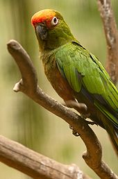 Aratinga auricapillus -Jurong Bird Park -8a.jpg