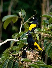Cacicus cela -Peru -nest-8.jpg
