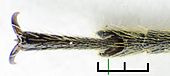 Pachytodes cerambyciformis det2.jpg