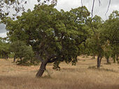 Quercus suber.Alentejo04.jpg.JPG