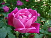 Rosa chinensis.jpg