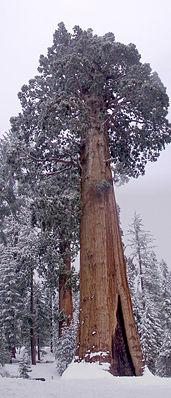 Riesenmammutbaum (Sequoiadendron giganteum): Der „General Grant Tree“
