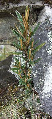 Miconia salicifolia