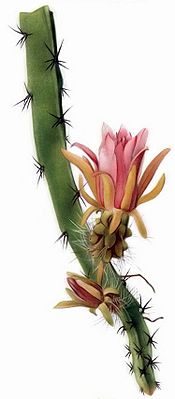 Weberocereus tunilla - The Cactaceae.jpg