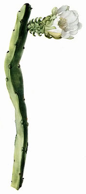 Weberocereus panamensis - The Cactaceae.jpg