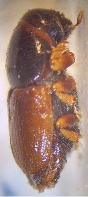 Mittlerer Ulmensplintkäfer (Scolytus laevis), Weibchen, 20-fach vergrößert.