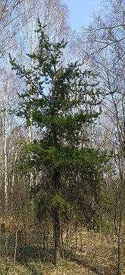 Eine junge Pinus banksiana