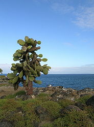 Ein Baumkaktus Opuntia echios var. barringtonensis auf Santa Fé