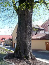 Alte Dorflinde in Eltingshausen.jpg