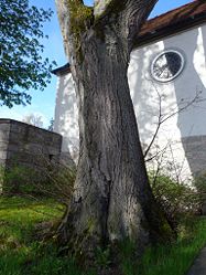 Baumgang bei Maßbach, 1.jpg