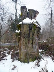Baumgruppe bei Stangenroth, 2.jpg