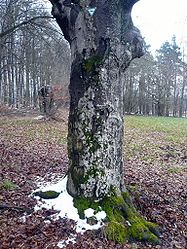 Baumgruppe bei Stangenroth, 3.jpg