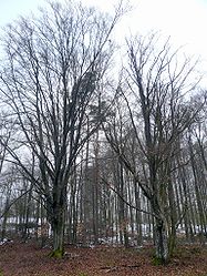 Baumgruppe bei Stangenroth.jpg