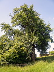 Birnbaum Üchtelshausen, 2.jpg