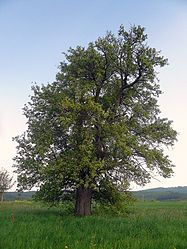 Birnbaum bei Reith.jpg