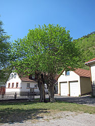 Dorflinde in Engenthal.jpg