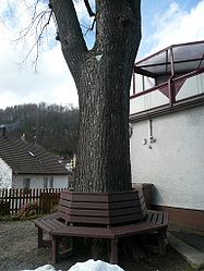 Dorflinde in Riedenberg, 1.jpg