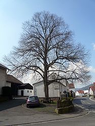 Dorflinde in Wernarz, 1.jpg