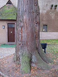 Lebensbaum Aschach, 1.jpg