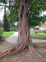 Urweltmammutbaum Burgsinn, 1.jpg