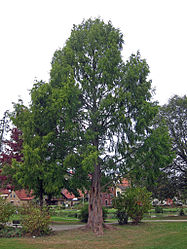 Urweltmammutbaum Burgsinn, 2.jpg