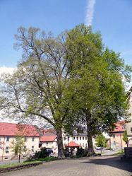 Zwei Dorflinden in Langendorf, 1.jpg