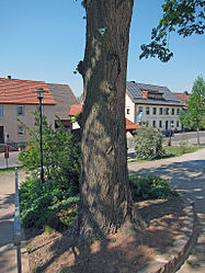 Zwei Dorflinden in Langendorf, 2.jpg