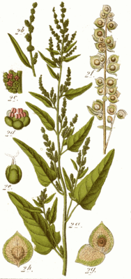 Gartenmelde (Atriplex hortensis), Illustration