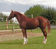 Avenger - Westphalian horse.jpg