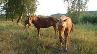 Bashkir horse.JPG