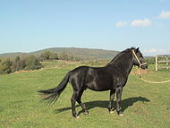 Bosanski brdski konj pastuh.jpg